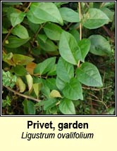 privet,garden