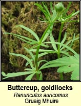 Buttercup, goldilocks (Gruaig Mhuire)