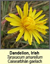 Dandelion, turlough