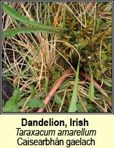 Dandelion, Irish