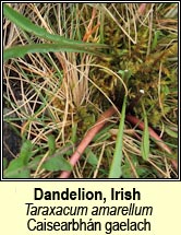 Dandelion, turlough