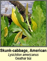 Skunk-cabbage, American