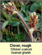 Clover, rough (Seamair strocach)