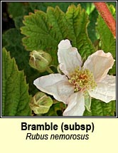 Bramble, Rubus nemorosus