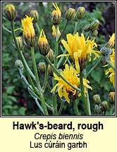Hawk's-beard, rough (Lus crin garbh)