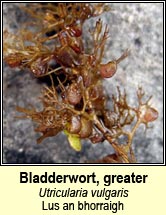 Bladderwort, greater (Lus an bhorraigh)