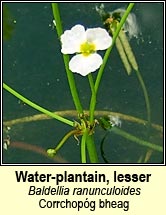 Water-plantain, lesser (Corrchopg bheag)