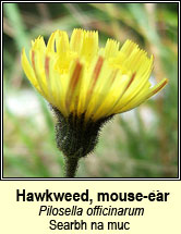 hawkweed,mouse-ear (searbh na muc)