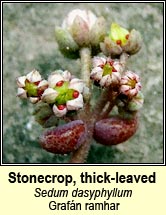 Stonecrop, thick-leaved (Grafn ramhar)