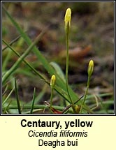 Centuary, yellow (Deagha bu)