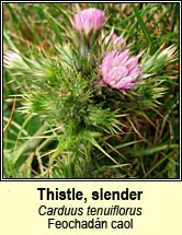 Thistle, slender (Deagha bu)