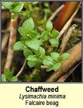 Chaffweed (Falcaire beag)