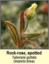 Rock-rose, spotted (Grianrs breac)