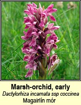 Marsh-orchid, early - ssp coccinea