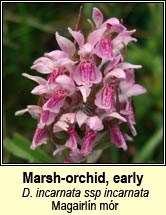 Marsh-orchid early - ssp incarnata