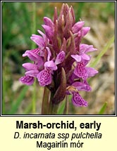 Marsh-orchid, early - ssp pulchella