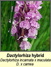 Marsh-orchid, early x heath spotted - D x carnea