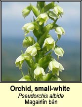 Orchid, small-white (Magairln bn)