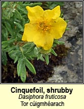 Cinquefoil, shrubby (Tor cigmharach)