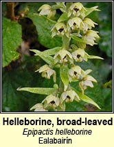 Helleborine, broad-leaved (Ealabairn)