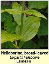 Helleborine, broad-leaved (Ealabairn)