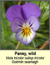 Pansy, wild (Goirmn searraigh)