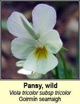 Pansy, wild (Goirmn searraigh)