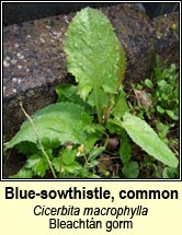 Sow-thistle, blue (Bleachtn gorm)