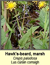 Hawk's-beard, marsh (Lus crin corraigh)