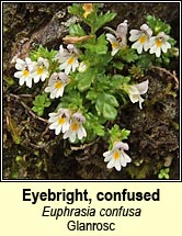 Eyebright, Euphrasia confusa