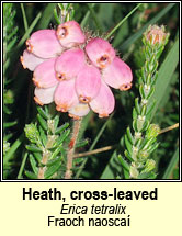 heath,cross-leaved (fraoch naoscaí)