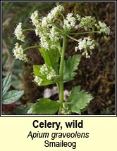 Celery, wild (Smaileog)