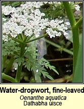 Water-dropwort, fine-leaved (Dathabha uisce)