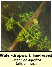 Water-dropwort, fine-leaved (Dathabha uisce)