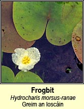 Frogbit (Greim an loscin)