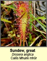 Sundew, great (Cails Mhuire mhr)