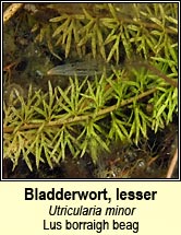 Bladderwort,lesser (Lus borraigh beag)