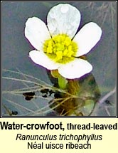 Water-crowfoot, thread-leaved (Nal uisce ribeach)