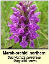 marsh-orchid, northern (Magairln corcra)