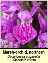 marsh-orchid, northern (Magairln corcra)