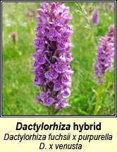 Dactylorhiza x venusta