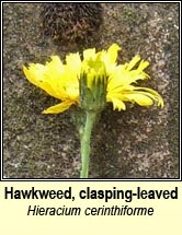 hawkweed, H cerinthiforme (lus na seabhac)