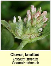 Clover, knotted / soft (Seamair striocach)