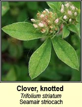 Clover, knotted / soft (Seamair striocach)