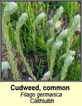 Cudweed, common (Cithluibh)