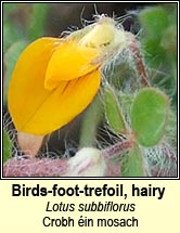 Birds-foot-trefoil, hairy (Crobh in mosach)