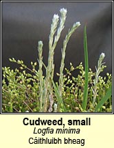 Cudweed, small (Cithluibh bheag)