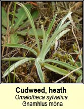 Cudweed, heath (Gnamhlus mna)