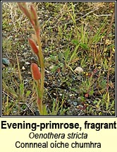 Evening-primrose, fragrant (Connneal oche chumhra)