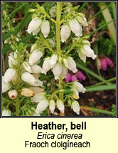 heather,bell (fraoch fireann)